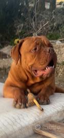 Dogue de Bordeaux pronto per accoppiamento