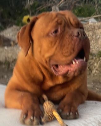Dogue de Bordeaux pronto per accoppiamento