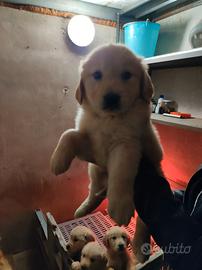 Golden retriever con pedigree