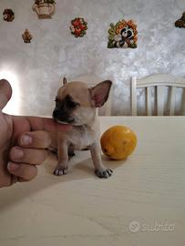 Maschietto Toy Chihuahua Fulvo