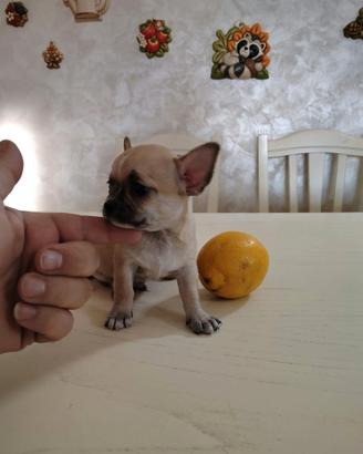 Maschietto Toy Chihuahua Fulvo