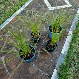Dasylirium longissimum 