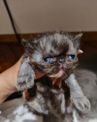 Persiani gattini