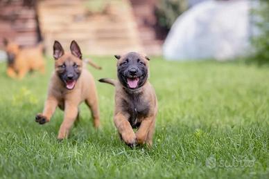 Pastore belga malinois