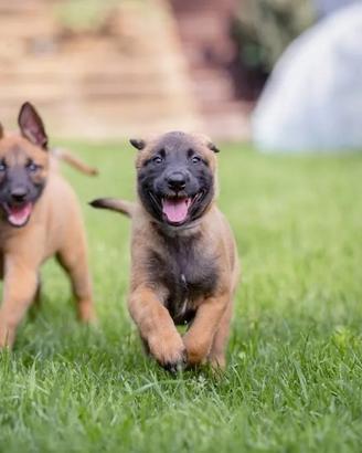 Pastore belga malinois