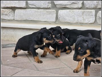 Cuccioli di Zwergpinscher Pincher