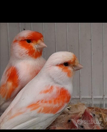 Rossi intensi e rossi mosaico