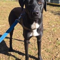 Beky,16mesi,nera,tg media salita a BERGAMO