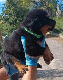 Cuccioli di rottweiler di alta genealogia 2026