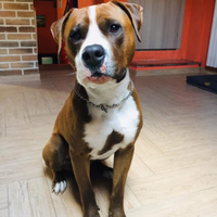 Pitbull 8 anni LEGGI BENE