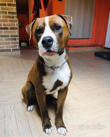 Pitbull 8 anni LEGGI BENE