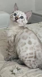 Cuccioli gatto bengala