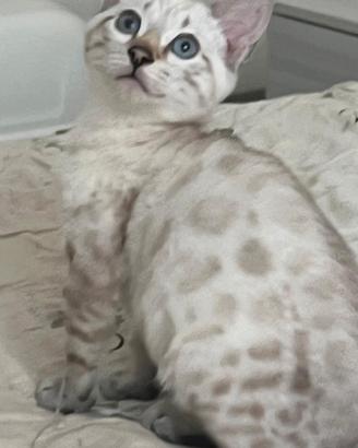 Cuccioli gatto bengala