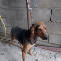 I segugia italiana nera focata da lepre