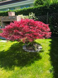 Acero rosso Giapponese 