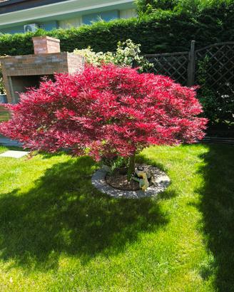 Acero rosso Giapponese 
