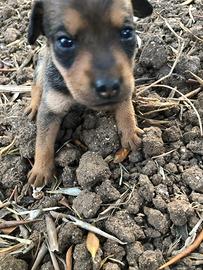 Cuccioli pincher