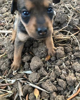 Cuccioli pincher