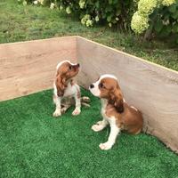 Cavalier king