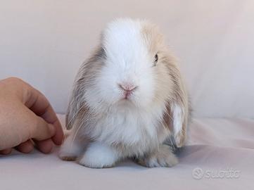 NON DISPONIBILE Minilop puro con pedigree