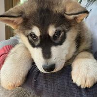 Ultimo cucciolo di Alaskan Malamute