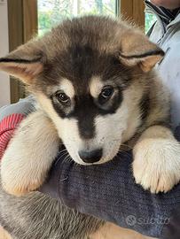 Ultimo cucciolo di Alaskan Malamute