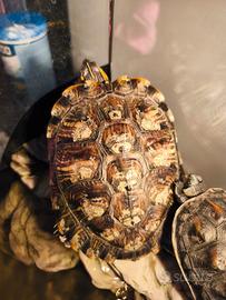 Tartaruga d acqua dolce