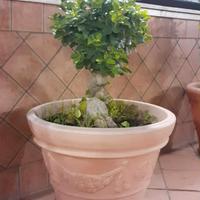 piante grandi bonsai in vasi di vetroresina 
