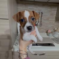 Jack russell