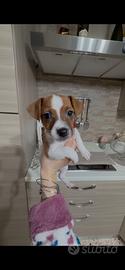 Jack russell