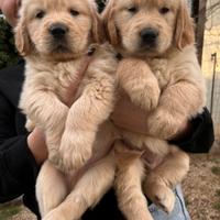Cuccioli di golden retriever con pedigree