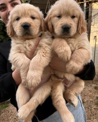 Cuccioli di golden retriever con pedigree