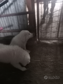 Pastore maremmano abruzzese originali