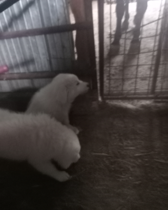 Pastore maremmano abruzzese originali