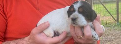 Cuccioli di setter inglese altissima genealogia
