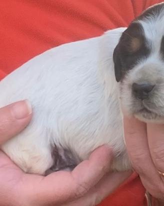 Cuccioli di setter inglese altissima genealogia