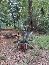 Agave