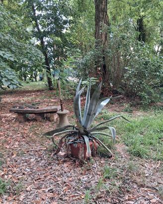 Agave