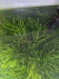 Piante x acquario 