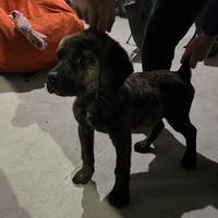 Cane CorsoXPresa Canario
