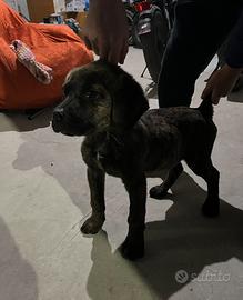 Cane CorsoXPresa Canario