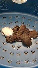 Cuccioli di Lagotto Romagnolo