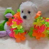 4 cuccioli di Maltipoo