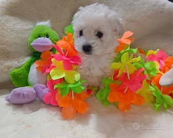 4 cuccioli di Maltipoo