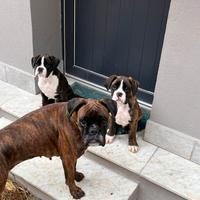 Cuccioli di boxer