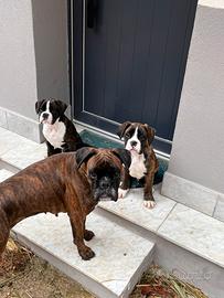 Cuccioli di boxer