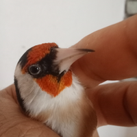 Cardellino maschio