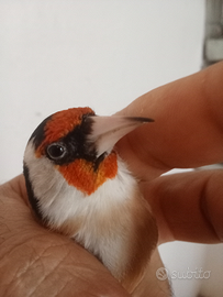 Cardellino maschio