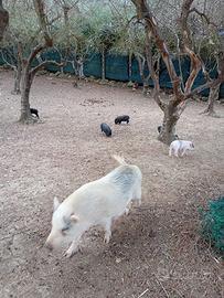 Maialini vietnamita un mese di vita