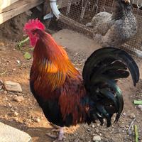 Gallo marans